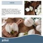 Jamieson Brothers® Snowball Onion Sets