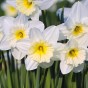 Daffodil Bulb Collection, 40 Bulbs, 5 Varieties, Sir Winston Churchill, Ice Follies, Tahiti, White Lion and Pink Pride - Autumn Planting for Spring Flowering