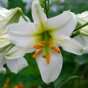 Lilium Trumpet Regale (Lilium Trumpet) 2x Spring Planting Flower Bulbs