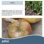 Jamieson Brothers Stuttgarter Giant Onion Sets - 100 pack