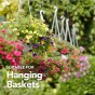 Jamieson Brothers® Beautiful Baskets Mixture contains Petunia, Lobelia, Swan River Daisy, Alyssum, Phlox and Verbena flower seeds (Approx. 400 seeds)