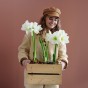 Deluxe Amaryllis White (1 bulb) - Gift Box by Jamieson Brothers 