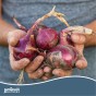 Twin pack of Centurion and Red Baron onion sets (2 x20 bulbs)