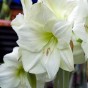 Deluxe Amaryllis White (1 bulb) - Gift Box by Jamieson Brothers 