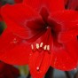 Deluxe Amaryllis Red (1 bulb) - Gift Box by Jamieson Brothers 