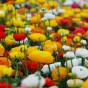 Ranunculus Mixed Bulbs (40 Bulbs) - Flower Bulbs by Jamieson Brothers