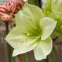Deluxe Amaryllis White (1 bulb) - Gift Box by Jamieson Brothers 