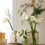 Deluxe Amaryllis White (1 bulb) - Gift Box by Jamieson Brothers 