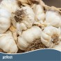 Jamieson Brothers® White Garlic - 4 Bulbs