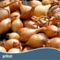 Jamieson Brothers Sturon Onion Sets - 50 pack