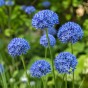 Allium Azureum 15 Bulbs Ready for Planting Now in UK Autumn Outdoor Gardens