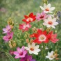 Ixia Mix (15 Bulbs)