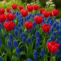 Lovers Patio Collection 25 Bulbs Ready for Planting Now in UK Autumn Outdoor Gardens