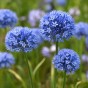 Allium Azureum 15 Bulbs Ready for Planting Now in UK Autumn Outdoor Gardens