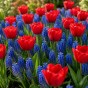 Lovers Patio Collection 25 Bulbs Ready for Planting Now in UK Autumn Outdoor Gardens