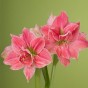 Amaryllis Gift Bag Pink 1 Extra Large Bulb Ready for Planting Now in UK Autumn Indoor Use, Gardens & The Perfect Gift