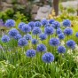 Allium Azureum 15 Bulbs Ready for Planting Now in UK Autumn Outdoor Gardens