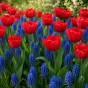Lovers Patio Collection 25 Bulbs Ready for Planting Now in UK Autumn Outdoor Gardens