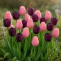 Best Friends, Night's Blush: 7 Bulbs, Tulip Menton and Tulip Queen of the Night Ready for Planting Now in UK Autumn Outdoor Gardens