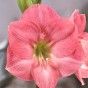 Amaryllis Gift Bag Pink 1 Extra Large Bulb Ready for Planting Now in UK Autumn Indoor Use, Gardens & The Perfect Gift