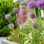Allium Bulb Mix Ready for Planting Now in UK Autumn Outdoor Gardens