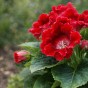 Gloxinia Roi de Rouge (2 Bulbs)