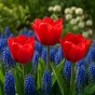 Lovers Patio Collection 25 Bulbs Ready for Planting Now in UK Autumn Outdoor Gardens