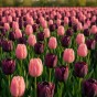 Best Friends, Night's Blush: 7 Bulbs, Tulip Menton and Tulip Queen of the Night Ready for Planting Now in UK Autumn Outdoor Gardens