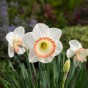 Narcissus Night cap 5 Bulbs Ready for Planting Now in UK Autumn Outdoor Gardens