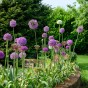 Allium Bulb Mix Ready for Planting Now in UK Autumn Outdoor Gardens