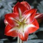Amaryllis Red Striped 1 Large 20/22cm Hippeastrum Bulb with Pot & Coco Coir Block | Indoor Flowering Christmas Gift Box