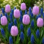 Sweet Patio Collection 25 Bulbs Ready for Planting Now in UK Autumn Outdoor Gardens