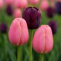 Best Friends, Night's Blush: 7 Bulbs, Tulip Menton and Tulip Queen of the Night Ready for Planting Now in UK Autumn Outdoor Gardens