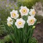 Narcissus Night cap 5 Bulbs Ready for Planting Now in UK Autumn Outdoor Gardens