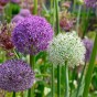 Allium Bulb Mix Ready for Planting Now in UK Autumn Outdoor Gardens