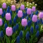Sweet Patio Collection 25 Bulbs Ready for Planting Now in UK Autumn Outdoor Gardens