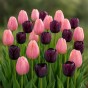 Best Friends, Night's Blush: 7 Bulbs, Tulip Menton and Tulip Queen of the Night Ready for Planting Now in UK Autumn Outdoor Gardens