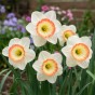 Narcissus Night cap 5 Bulbs Ready for Planting Now in UK Autumn Outdoor Gardens