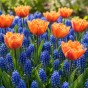 Patio Set: Royal Dutch Muscari & Tulip Collection 18 Bulbs Ready for Planting Now in UK Autumn Outdoor Gardens