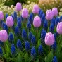 Sweet Patio Collection 25 Bulbs Ready for Planting Now in UK Autumn Outdoor Gardens
