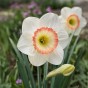 Narcissus Night cap 5 Bulbs Ready for Planting Now in UK Autumn Outdoor Gardens