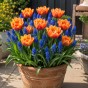 Patio Set: Royal Dutch Muscari & Tulip Collection 18 Bulbs Ready for Planting Now in UK Autumn Outdoor Gardens