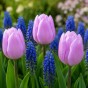 Sweet Patio Collection 25 Bulbs Ready for Planting Now in UK Autumn Outdoor Gardens