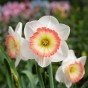Narcissus Night cap 5 Bulbs Ready for Planting Now in UK Autumn Outdoor Gardens