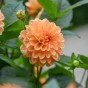 Dahlia Go Go Peach (1 Bulb)