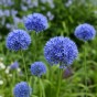 Allium Azureum 15 Bulbs Ready for Planting Now in UK Autumn Outdoor Gardens