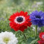 Anemone St. Brigid (10 Bulbs)