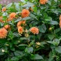 Dahlia Go Go Peach (1 Bulb)