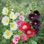 Alcea Mix (3 Bulbs)