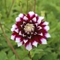 Dahlia Decorative Mystery Day (1 Bulb)